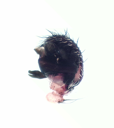 Larinioides cornutus ( Vasshjulspindel )