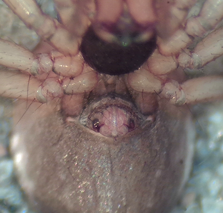 Gsslsa Halland 3.7-19 epigyne adult female