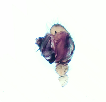 Hyltan Halland 8.9-19 adult palp male