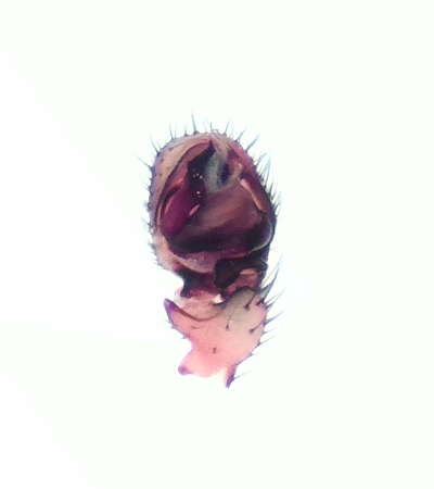 Himlen Halland 11.1-20 palpe adult male