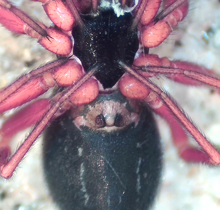 Walckenaeria unicornis ( Stumphuvudspindel )