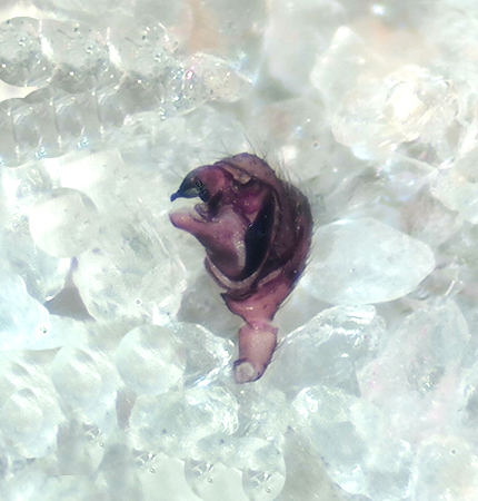 Erigonella hiemalis ( Vrdvrgspindel )