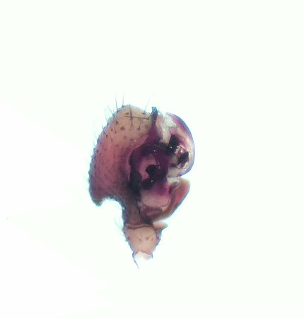 Fogeldammen Halland 1.3-20 palp adult male