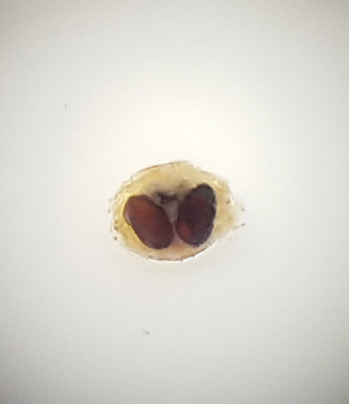 Ljungryda Blekinge 2.7-18 vulva adult female