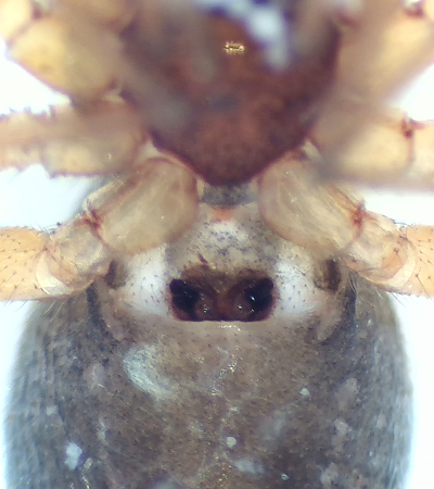 Gongylidium rufipes ( Morotsdvrgspindel )
