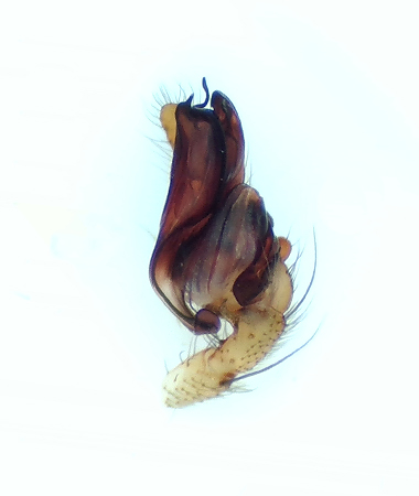 Stemonyphantes lineatus ( Randmattvvare )