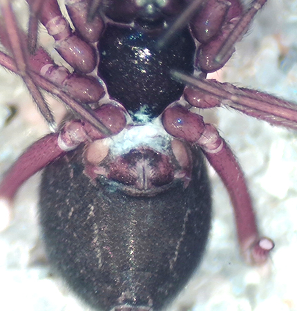Hamra Halland 11.2-20 epigyne adult female
