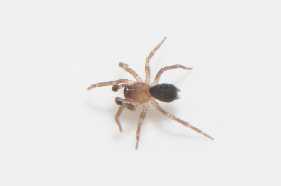 Mosse Obbhult Halland 1.5-20 adult male