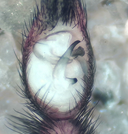 Sumpafallen Halland 21.4-20 palp adult male