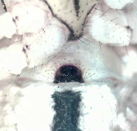 Enoplognatha latimana ( Kustklotspindel )