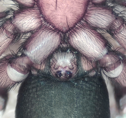 Zelotes electus ( Rosthuvad svartspindel )