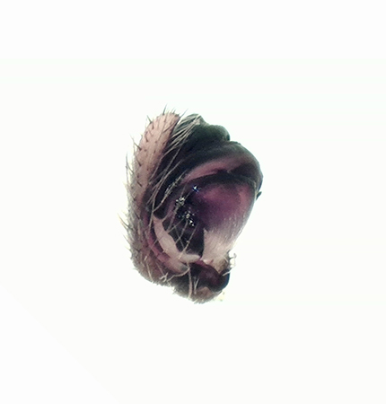 Nuctenea umbratica ( Strre skuggspindel )