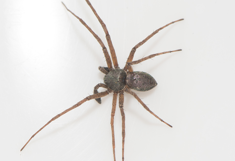 Byasjn Halland 7.6-20 adult male