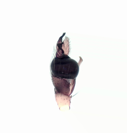 Pachygnatha listeri ( Randig kkspindel )