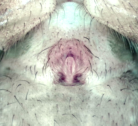 Alopecosa cuneata ( Tjockbent vargspindel )