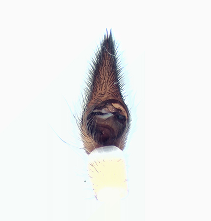 Arctosa cinerea ( Sandvargspindel )