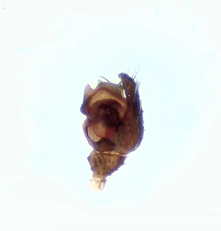 Himlen halland 27.2-21 palp adult male