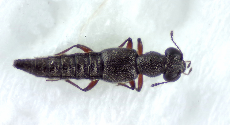 Ottersjn Halland 10.3-21  3,2 mm