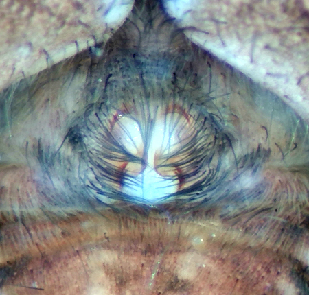 Nya dammen Halland 18.4-21 epigyne adult female