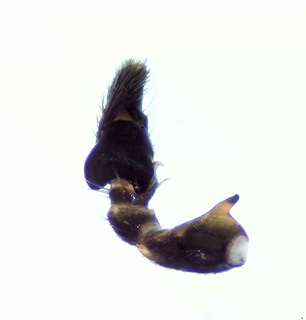 Heliophanus cupreus ( Kopparhoppspindel )