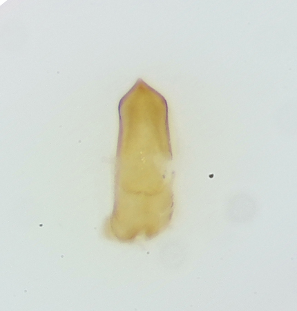 Byasjn Halland 7.6-20 male