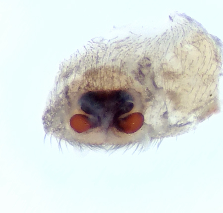 Micaria aenea ( Bronsskimmerspindel )