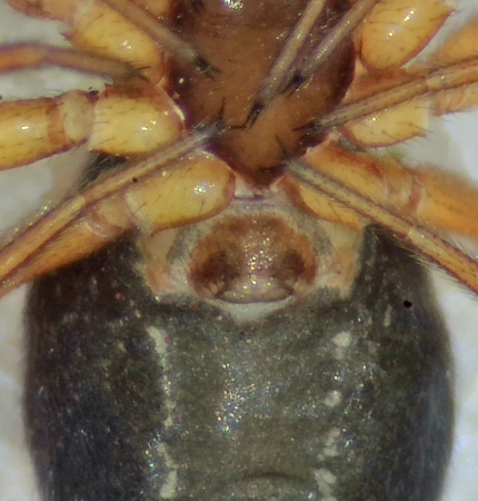 Tjrby Halland 25.4-21 epigyne adult female