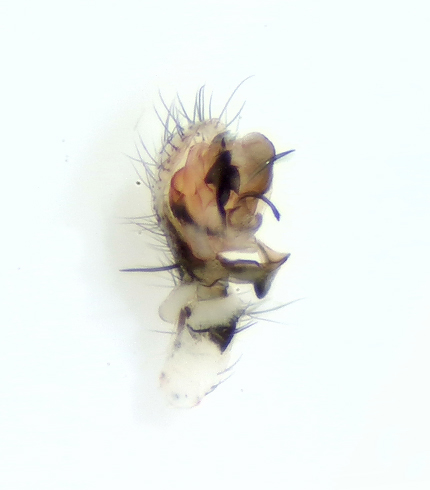 Drapetisca socialis ( Barkmattvvare )