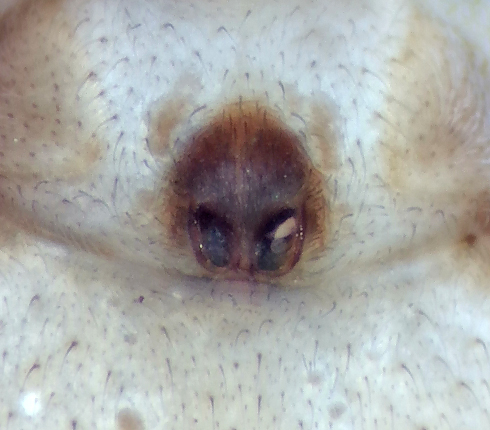 Philodromus margaritatus ( Brokig barksnabblpare )