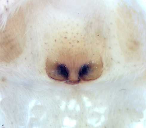 Vargslttsvgen Vstmanland 29.7-21 epigyne adult female