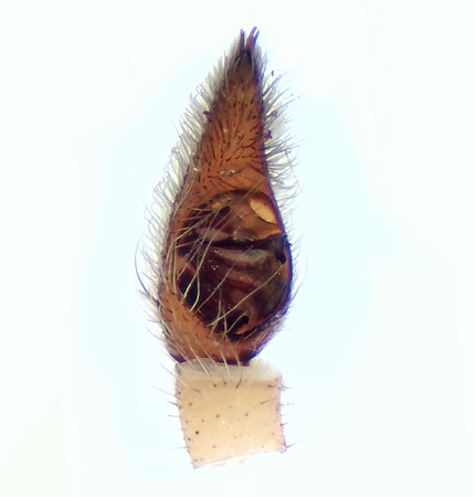 Tobisvik Skne 27.6-21 palp adult male