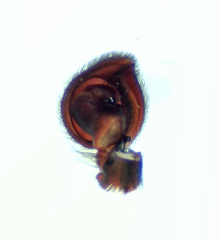 Vstgtagatan Halland 15.9-21 palp adult male