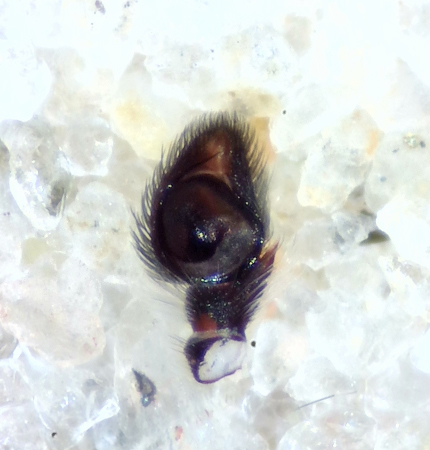 Vargslttsvgen Vstmanland 29.7-21 palp adult male