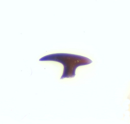 Xysticus audax ( Brynkrabbspindel )