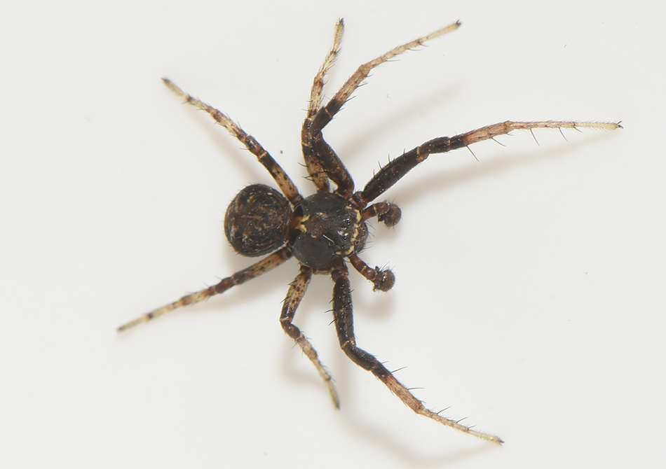 Subbe Halland 29.5-21 adult male