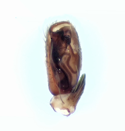 Valinge Halland 18.9-21 palp adult male