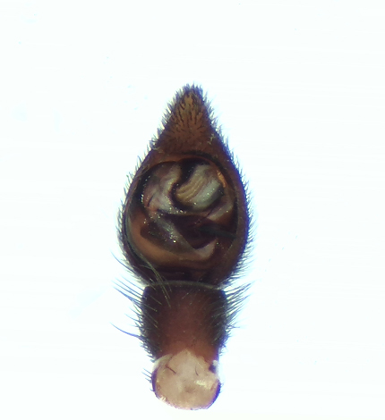 Alopecosa pulverulenta ( ngsvargspindel )