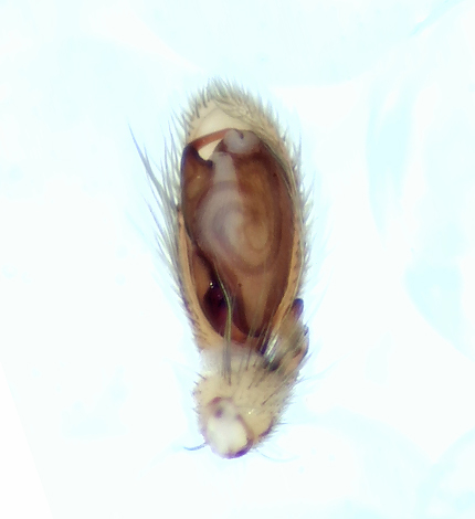 Iglasjn Halland 2.5-21 palp adult male