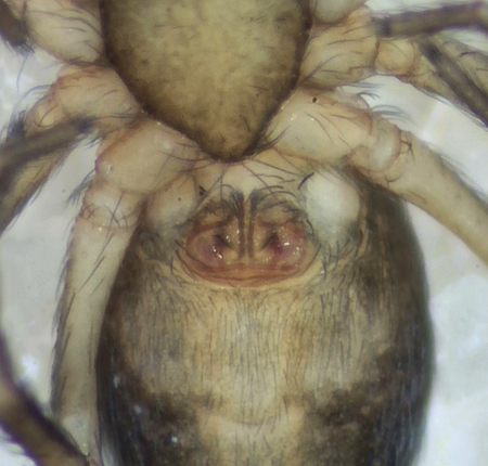 Skrs udde Halland 31.8-21 epigyne adult female