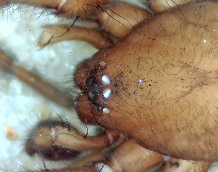 Haplodrassus cognatus ( Barkhuggspindel )