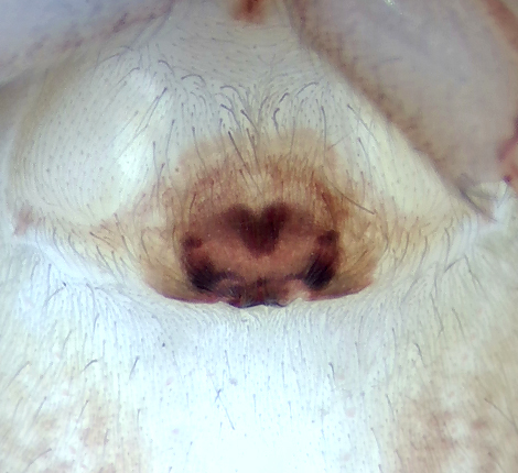 Norra ns Halland 6.10-21 epigyne adult female