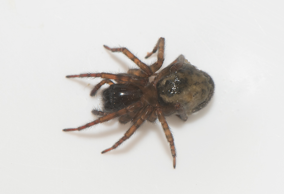 Hyltan Halland 16.10-21 adult female
