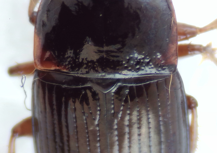 Tjrby Halland 28.5-21  6,3 mm