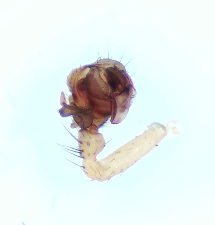  Tenuiphantes cristatus ( Vintermattvvare )