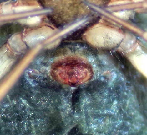 Centromerita bicolor ( Raggtckvvare )