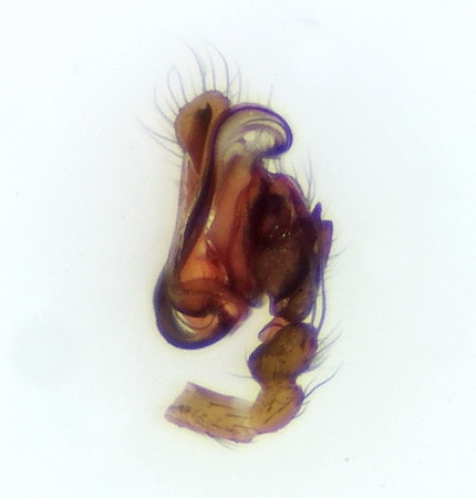 Diplostyla concolor  ( Skridskomattvvare )
