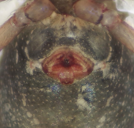 Centromerus incilium ( Hedtckvvare )