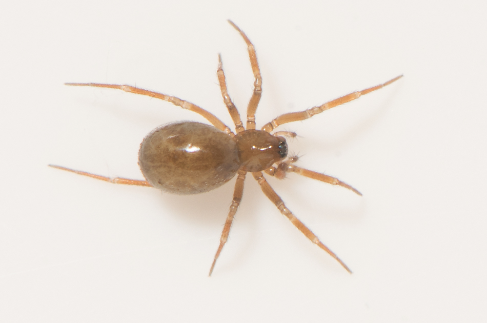 Fogeldammen Halland 27.2-22 adult female