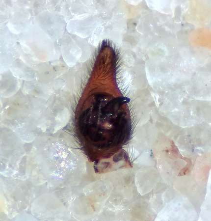 Iglasjn Halland 15.3-22 palp adult male