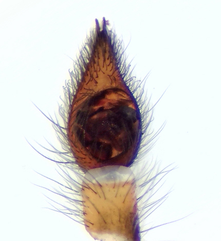 Apelviken Halland 19.3-22 palp adult male